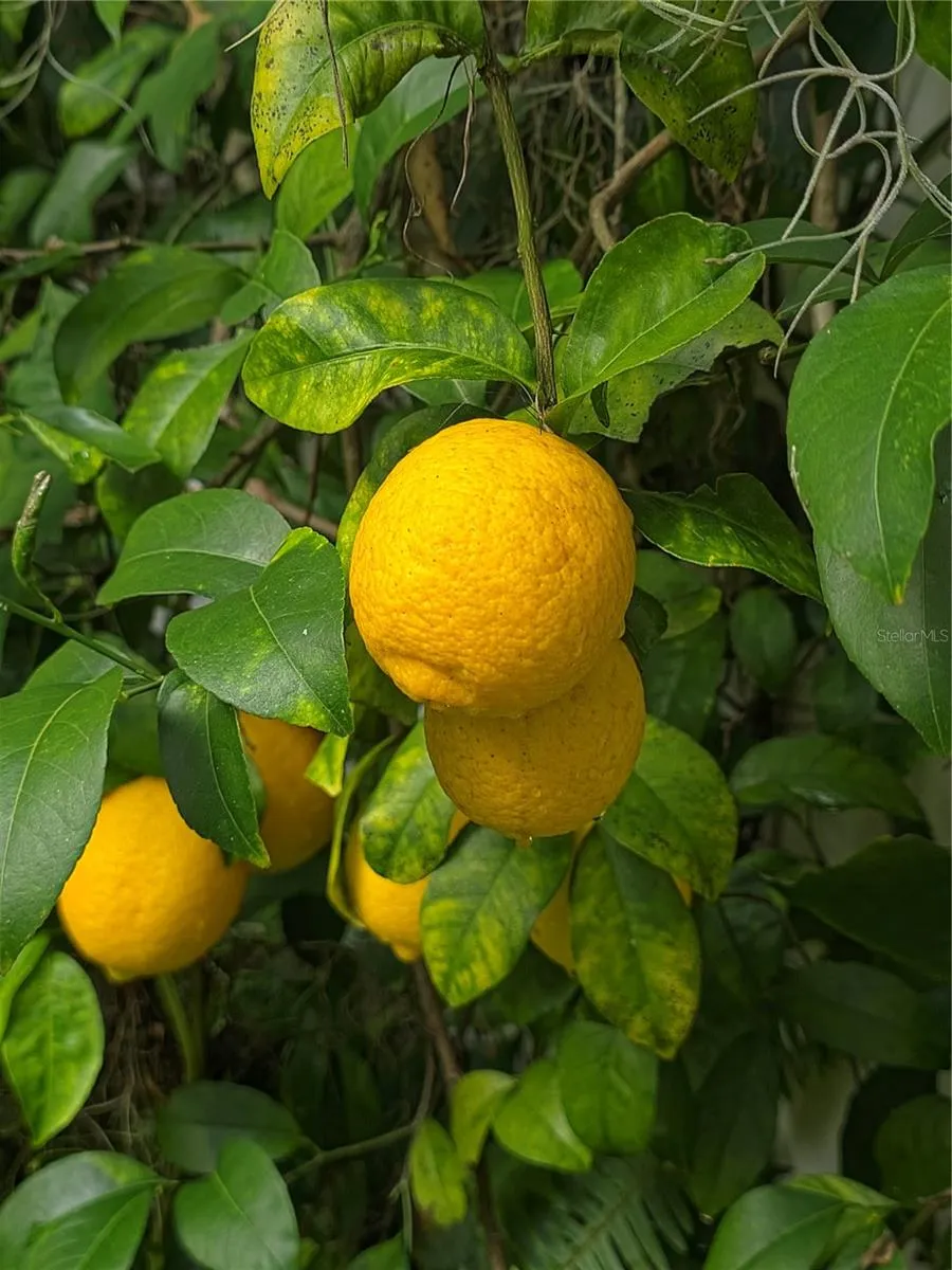 Fruit tree