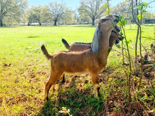 Farm Life