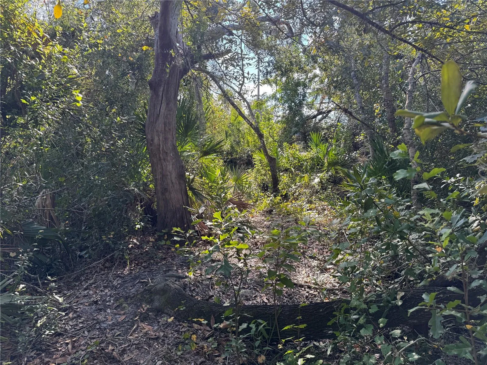 Woods view
