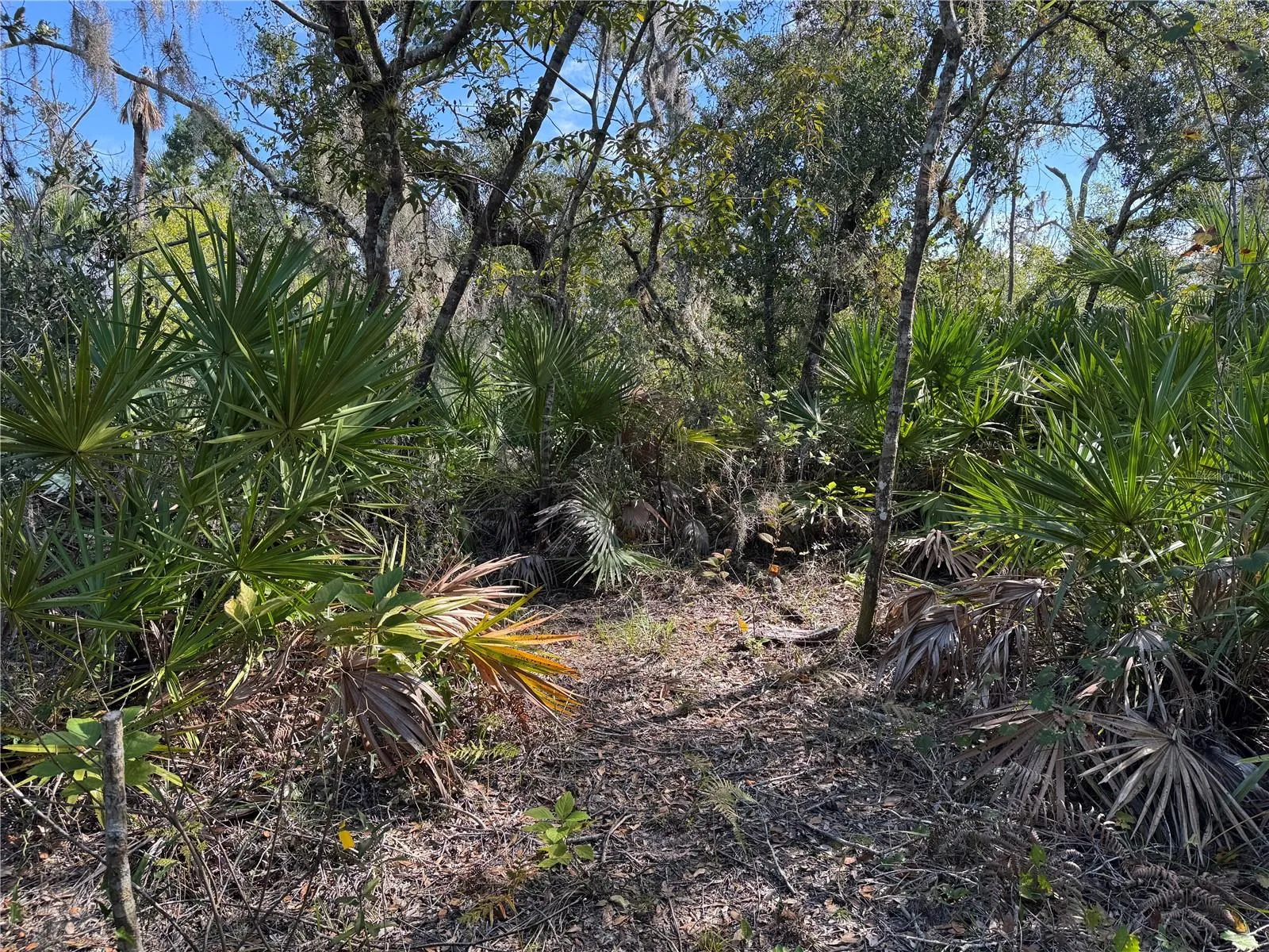 Trail view (looking Northwest)