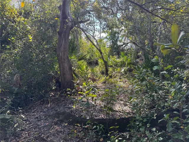 Woods view