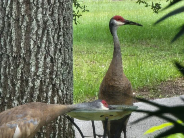 WILDLIFE