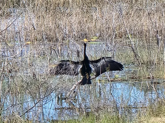 WILDLIFE