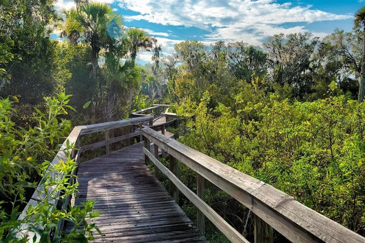 Lush Fla Foliage & Mangrove Walkways