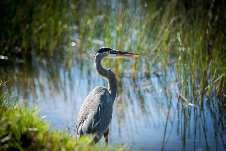 Abundance of Wildlife