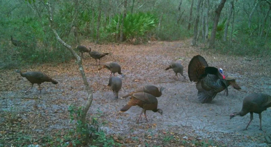 game cam pics