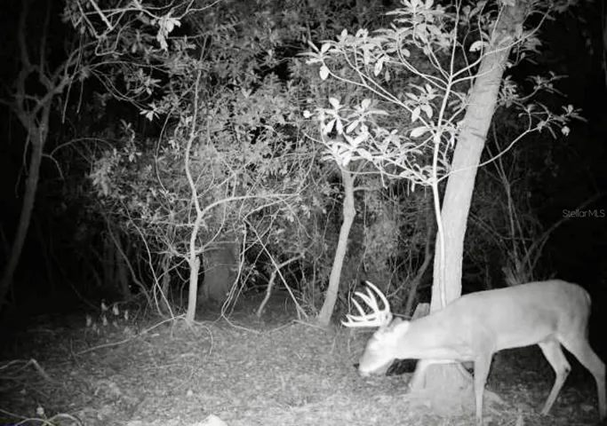 game cam pics