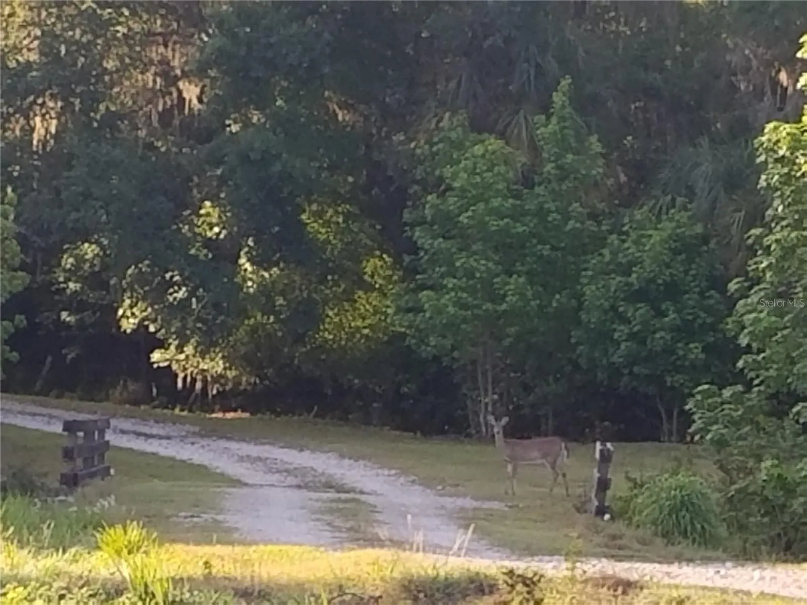 Deer and Wildlife
