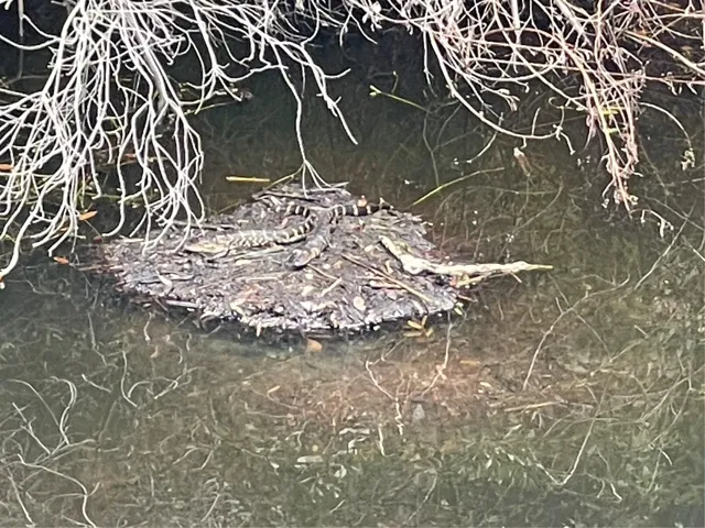 Small gators in the creek