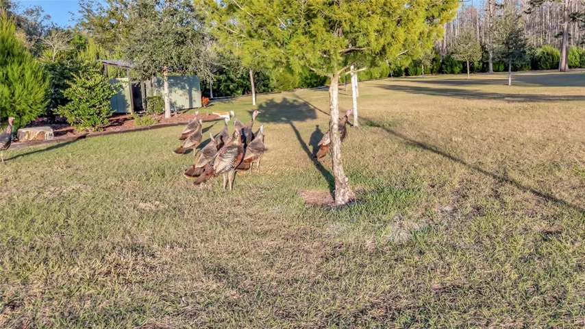 Famous Osceola Turkey