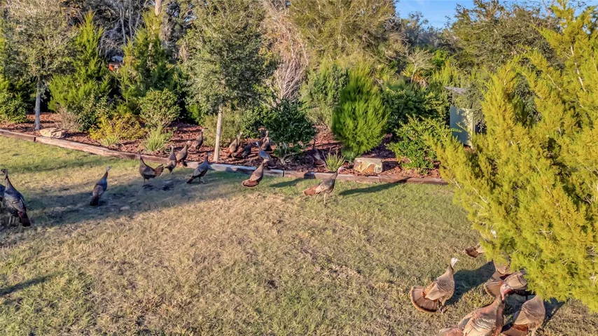 Famous Osceola Turkey