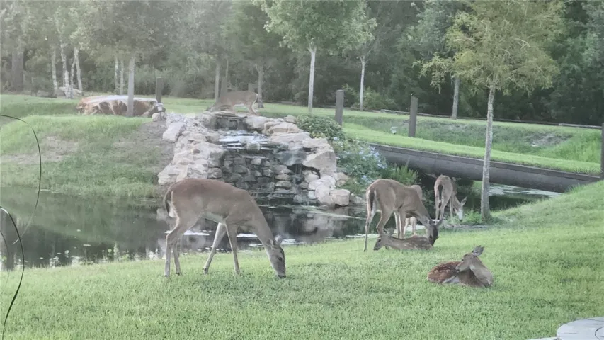 Deer Family