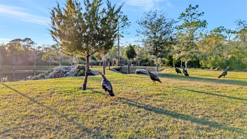 Famous Osceola Turkey