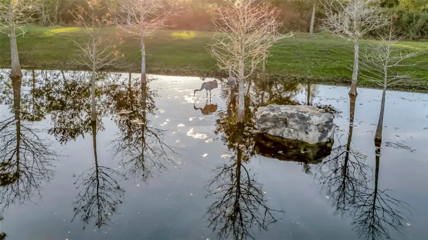 Cranes in Shallow of the Pond