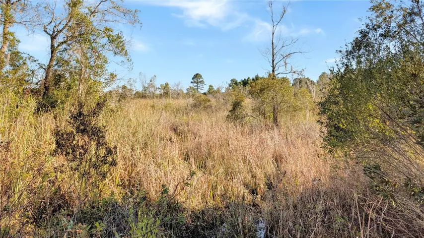 This is a view of the 5+ Acres on the Un-cleared Eastern side of your land...you can see the property goes on and on and on into the distance!
