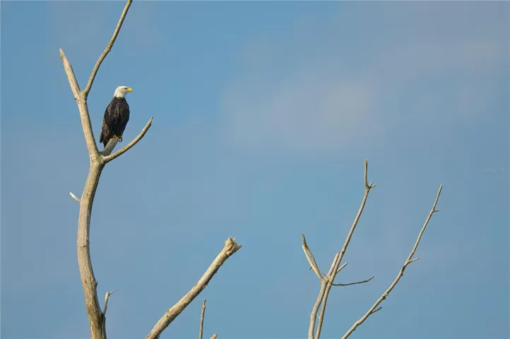 And Eagles