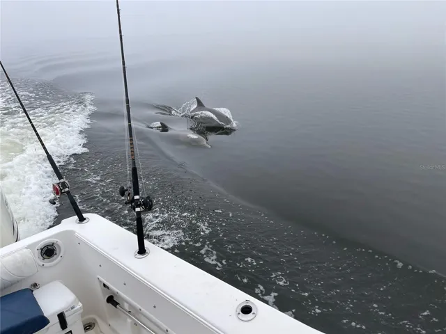Nature Coast.. With Dolphins