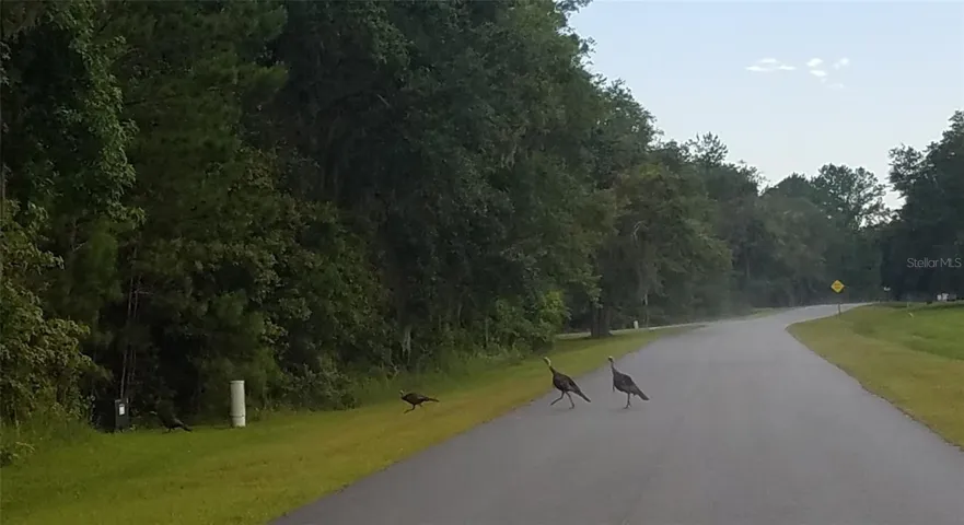 Turkeys