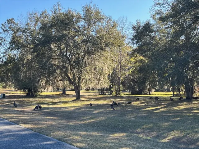 Turkeys 2