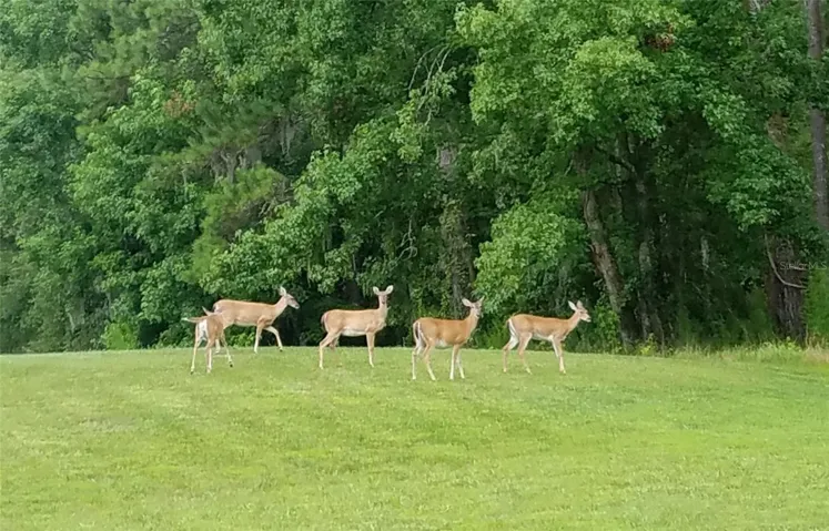 Deer