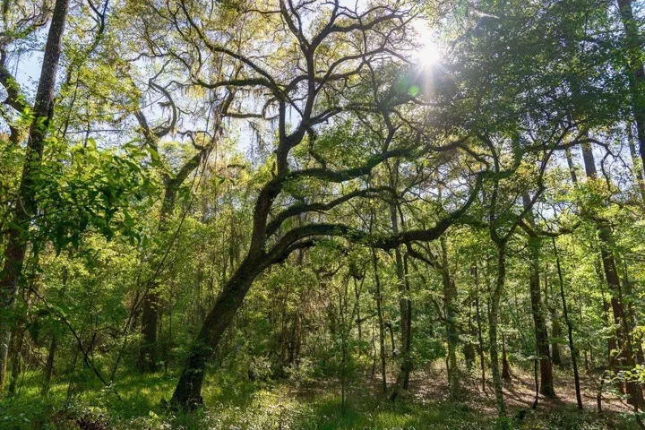 Property Trees