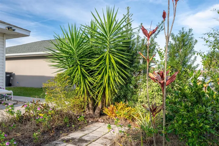 Back yard Garden Area