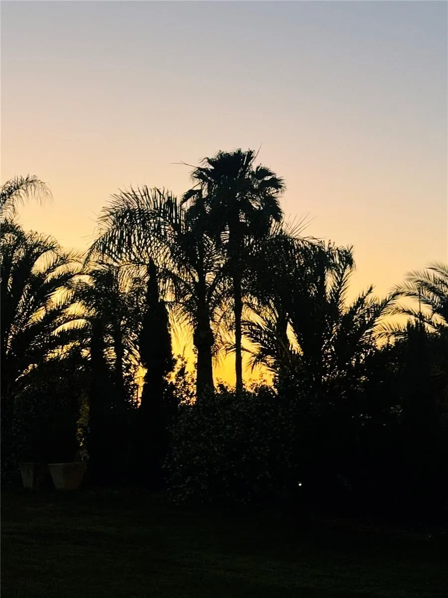 Love Palm Trees?