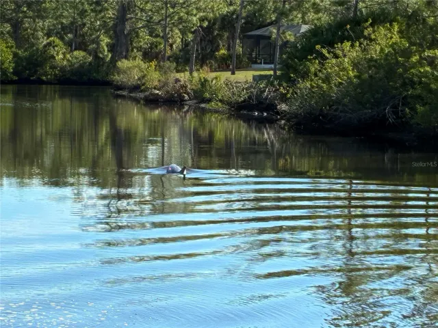 Dolphin cruising by while taking photos