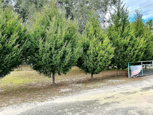 Beautiful Cedar trees lining the top of the driveway