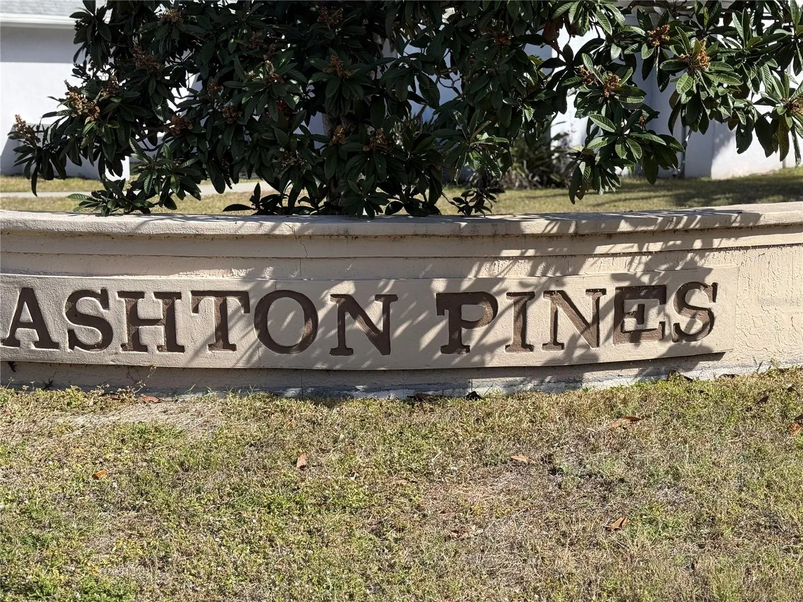 Ashton Pines