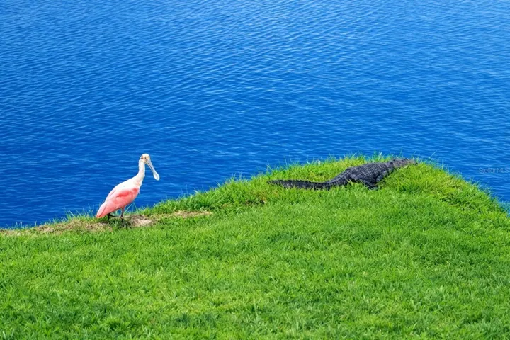 Wildlife views from your lanai.