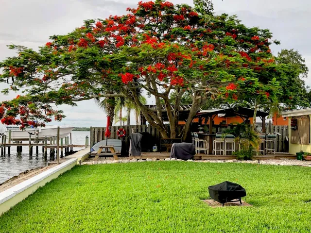 Royal Poincianna Tree
