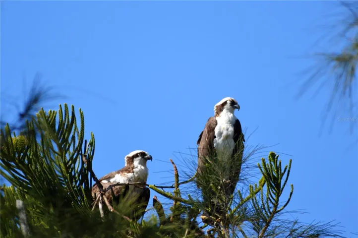 Eagles.