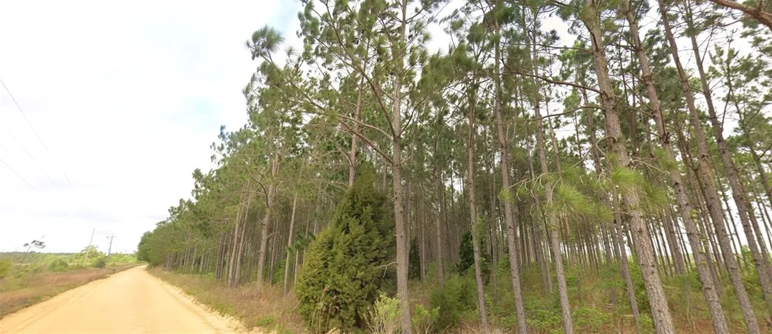 Trees and road