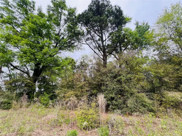Large trees on property