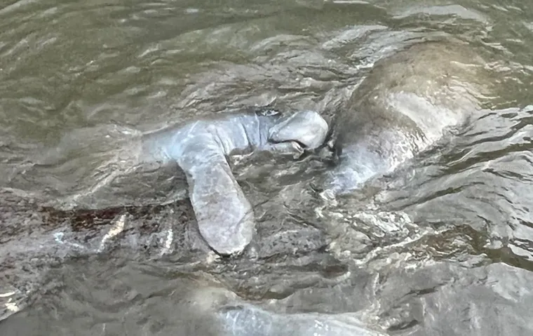 Manatees at the South Marina!