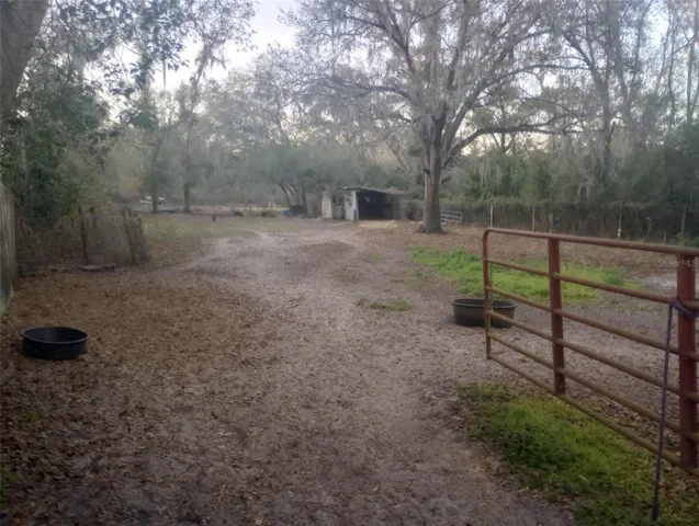 Back horse paddock