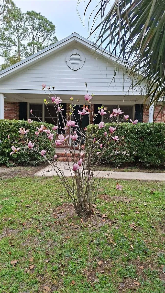 Saucer Magnolia  front yard