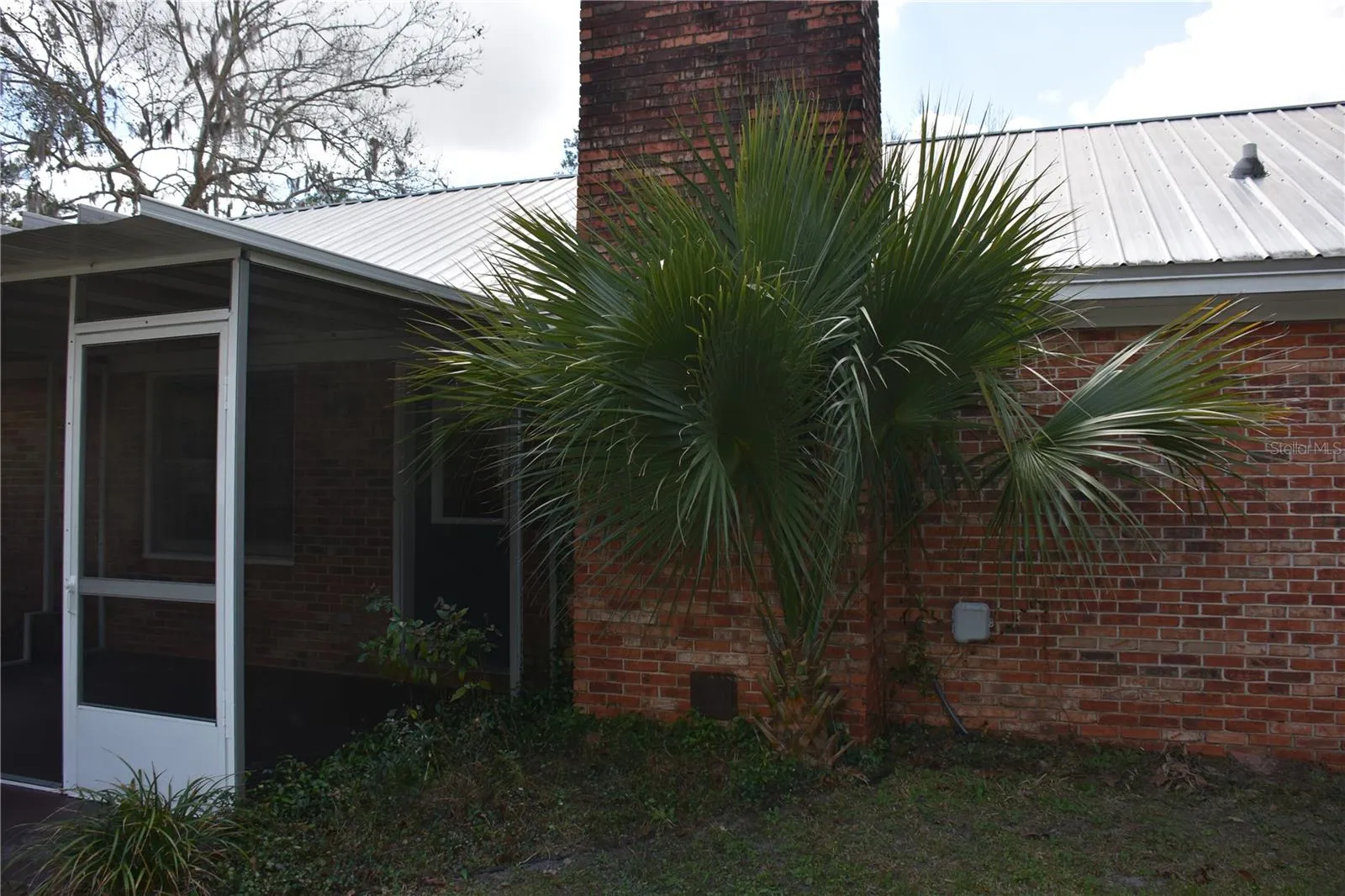 Mexican Fan Palm by back porch