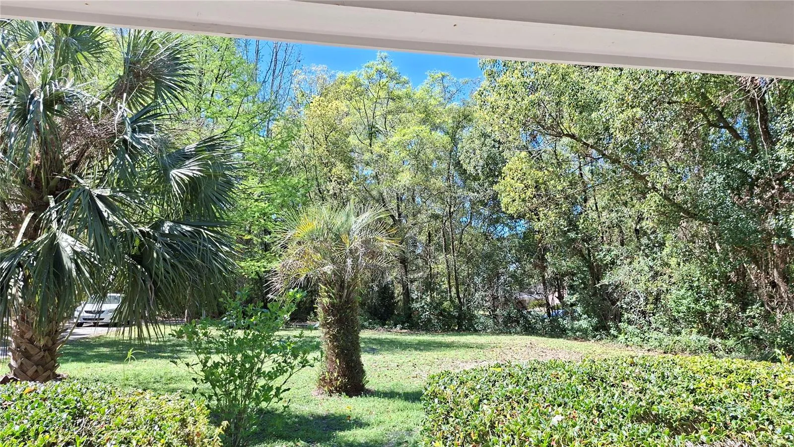 Beautiful palms, front porch looking out