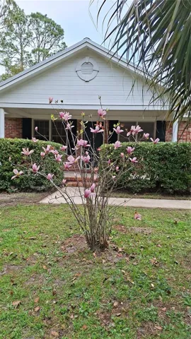 Saucer Magnolia  front yard