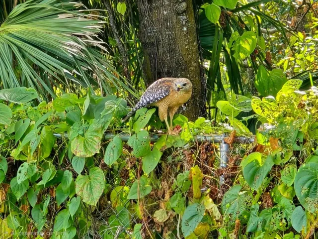 wild life conservation in your back yard