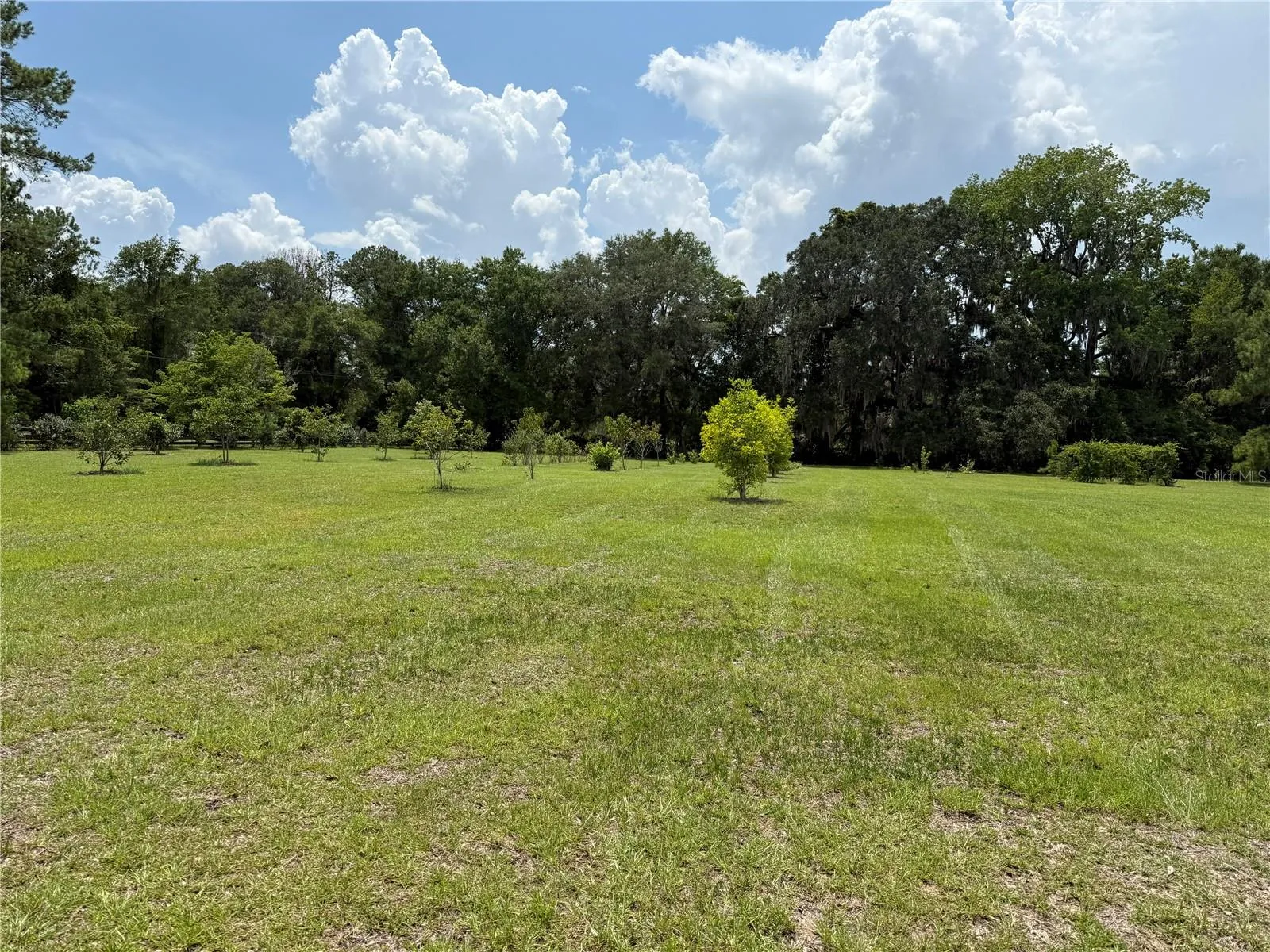 Fruit Trees in Front Yard