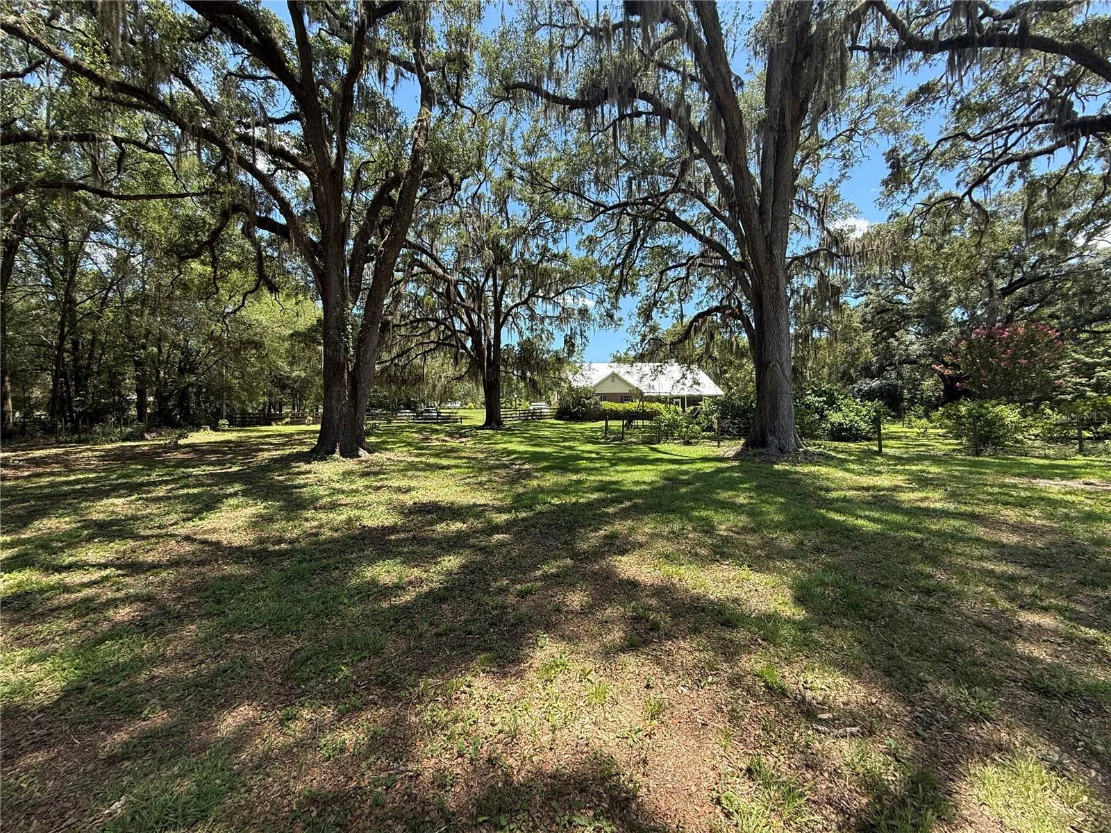 Rear Oak Trees