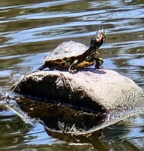 Wildlife
