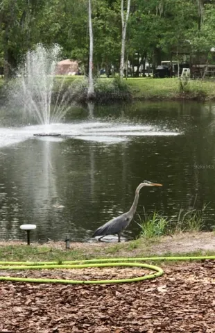 Wildlife