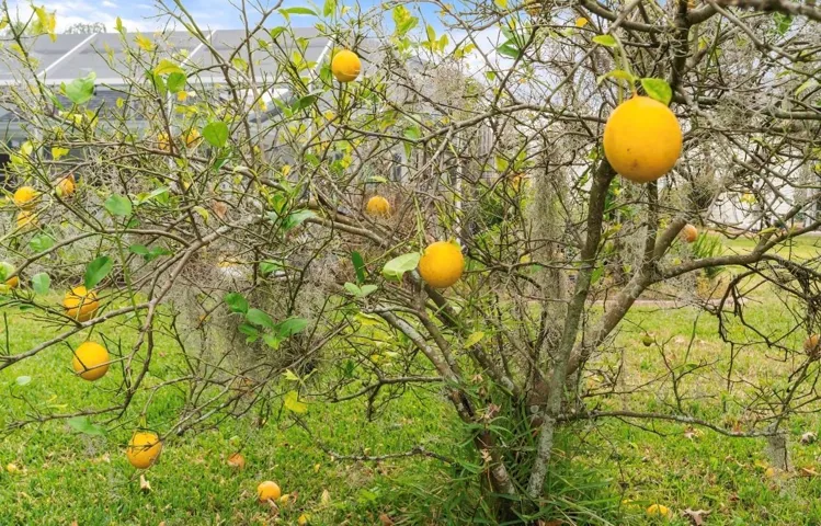 delicious lemons