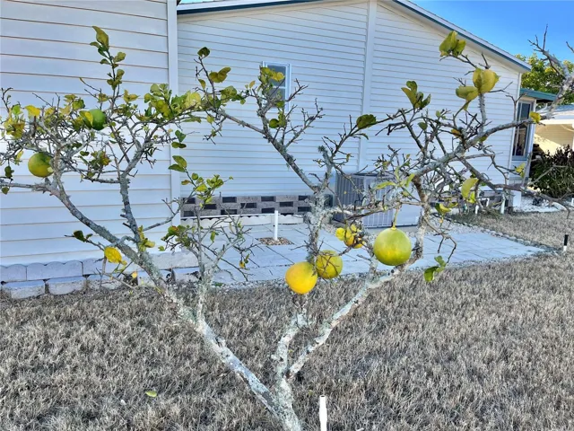 Grow your own Ponderosa Lemons!
