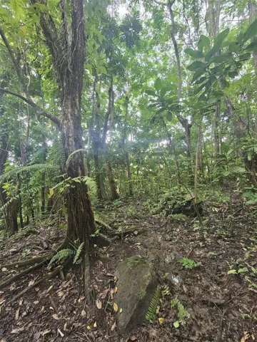 Finca