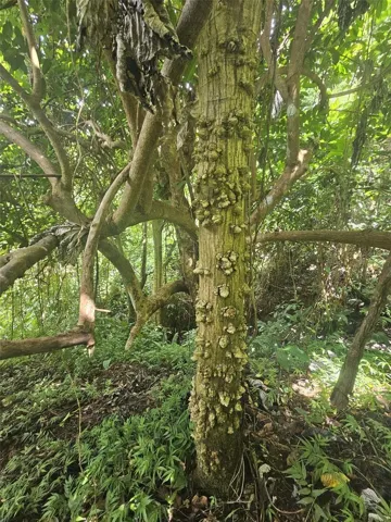 Finca
